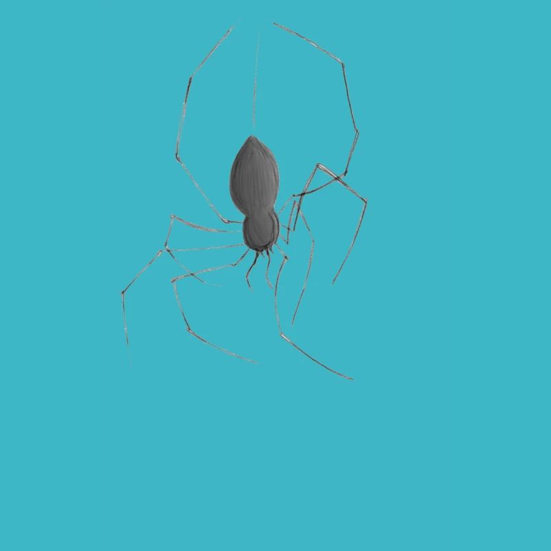 Spinne