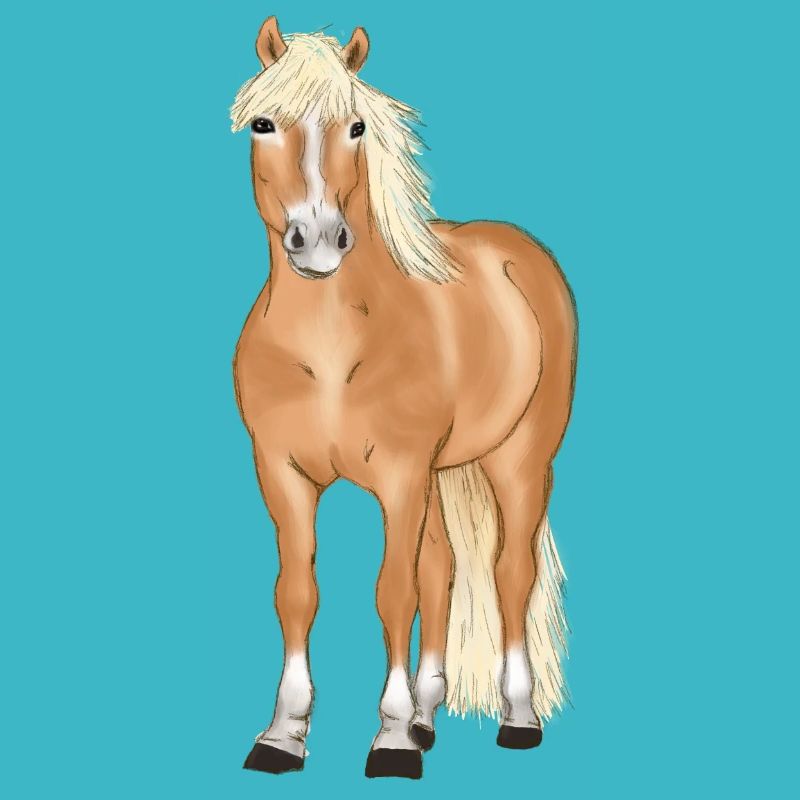 blonder Haflinger