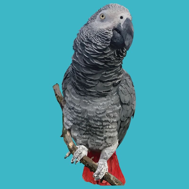 Grey parrot