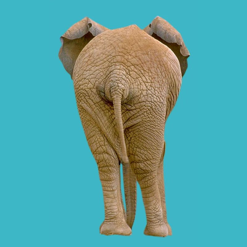 Elefanten Popo