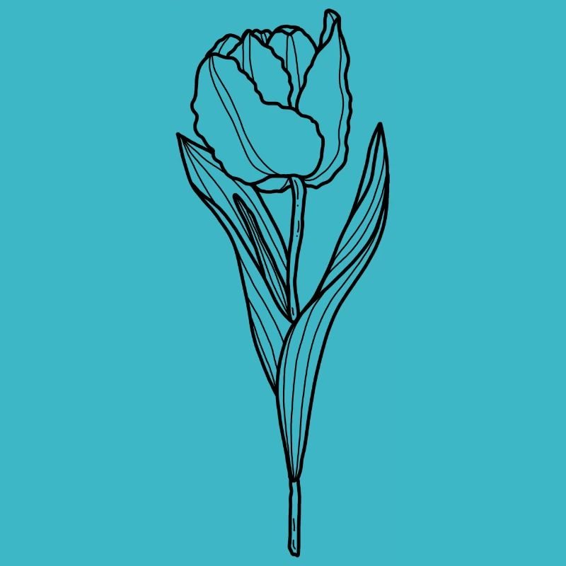 Blume Tulpe