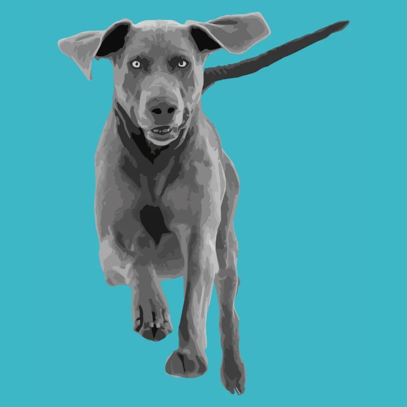 Jumping dog Weimaraner