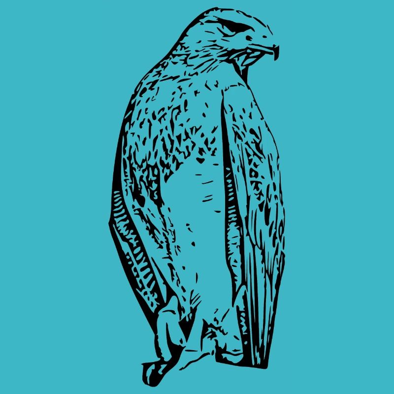 Faucons Oiseaux Oiseaux