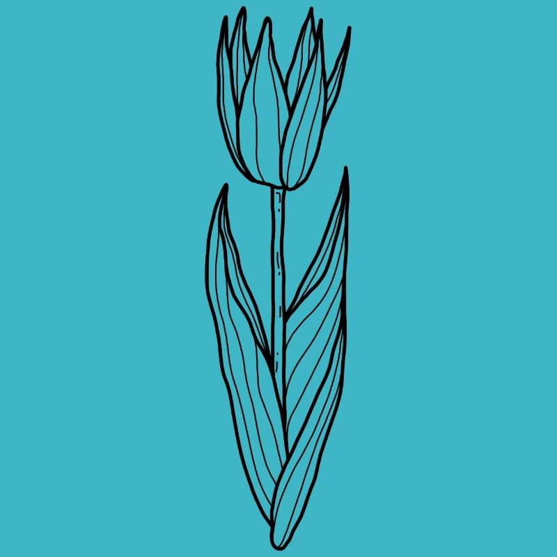Blume Tulpe