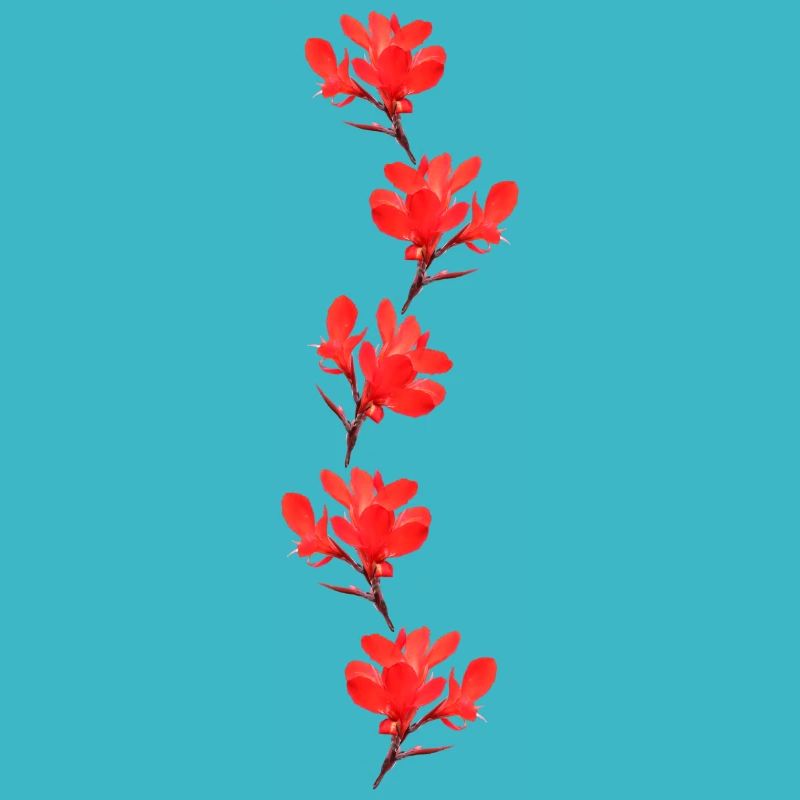 fleurs rouges
