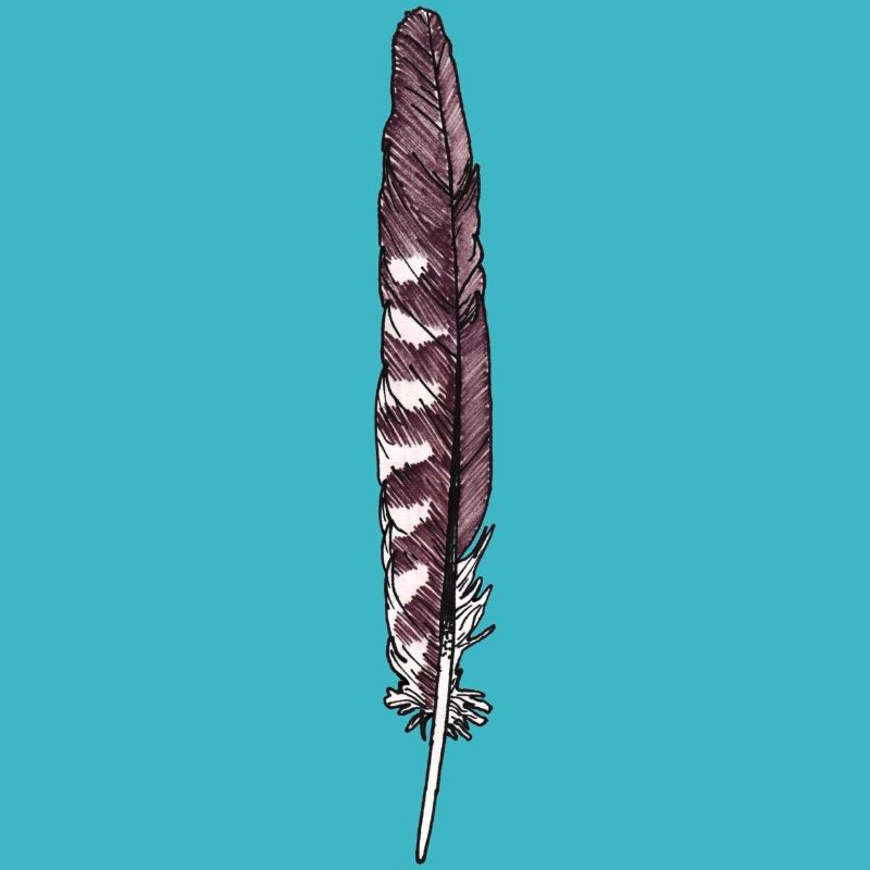 Feather brown-white hand-drawn (kestrel)