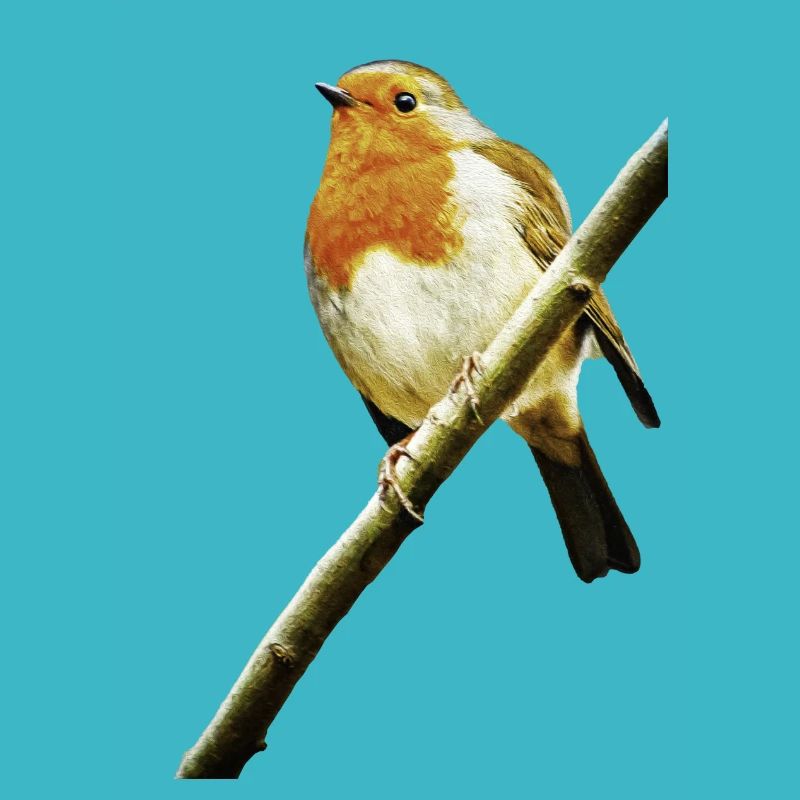 Robin
