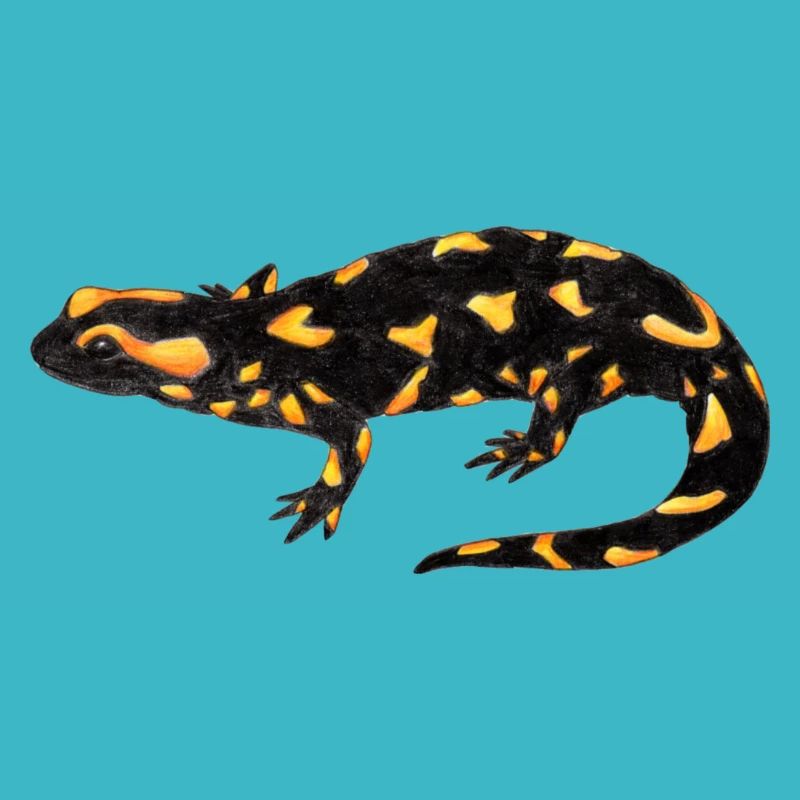 Feuersalamander