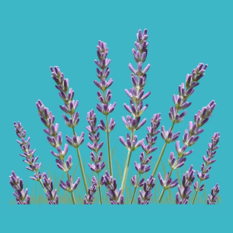 Lavender Lavender stalks