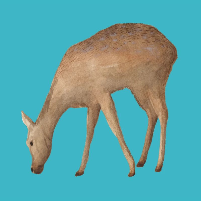 Roe deer