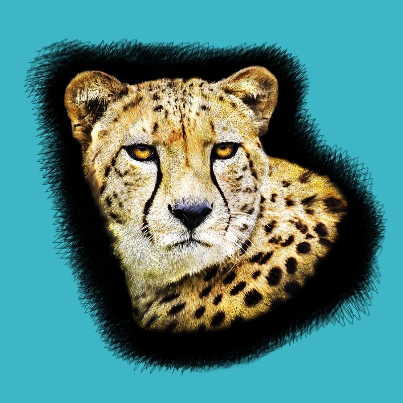 Cheetah