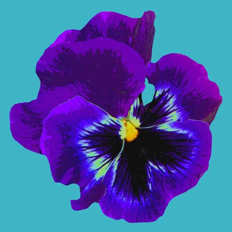 La pensée violette