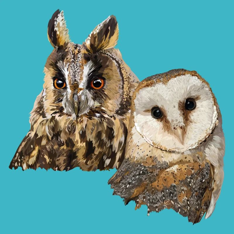 Owl and owl