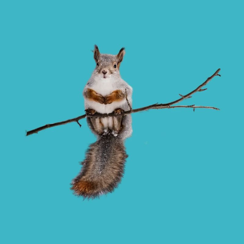 squirrel - Eichhörnchen