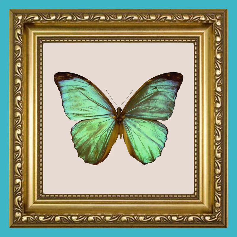 Papillon émeraude dans un cadre doré