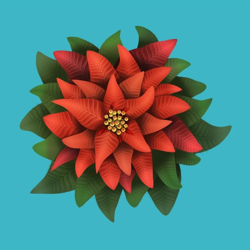 Weihnachtsstern - Poinsettia