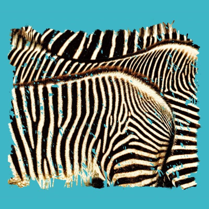 Zebra mit weißen oder schwarzen Streifen?