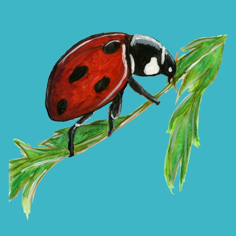 ladybug
