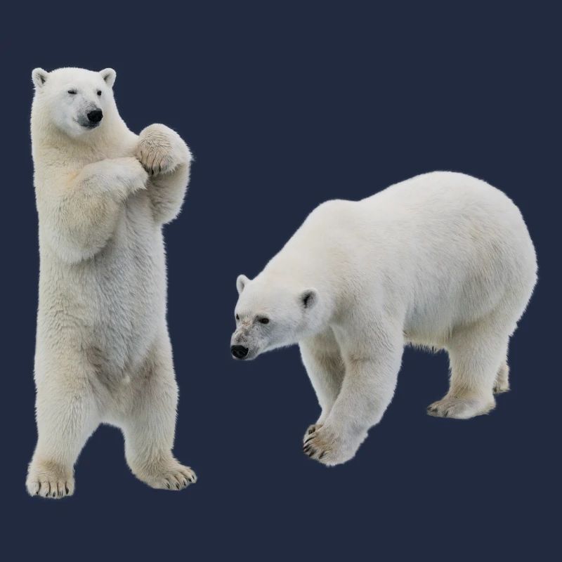 Ours polaire