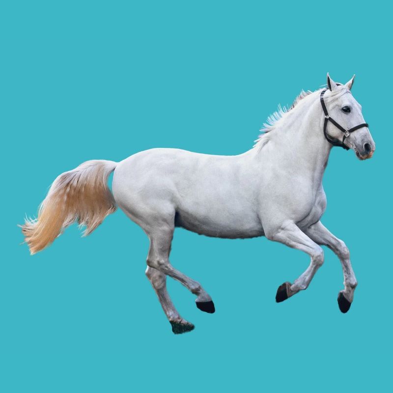 Pferd - Schimmel