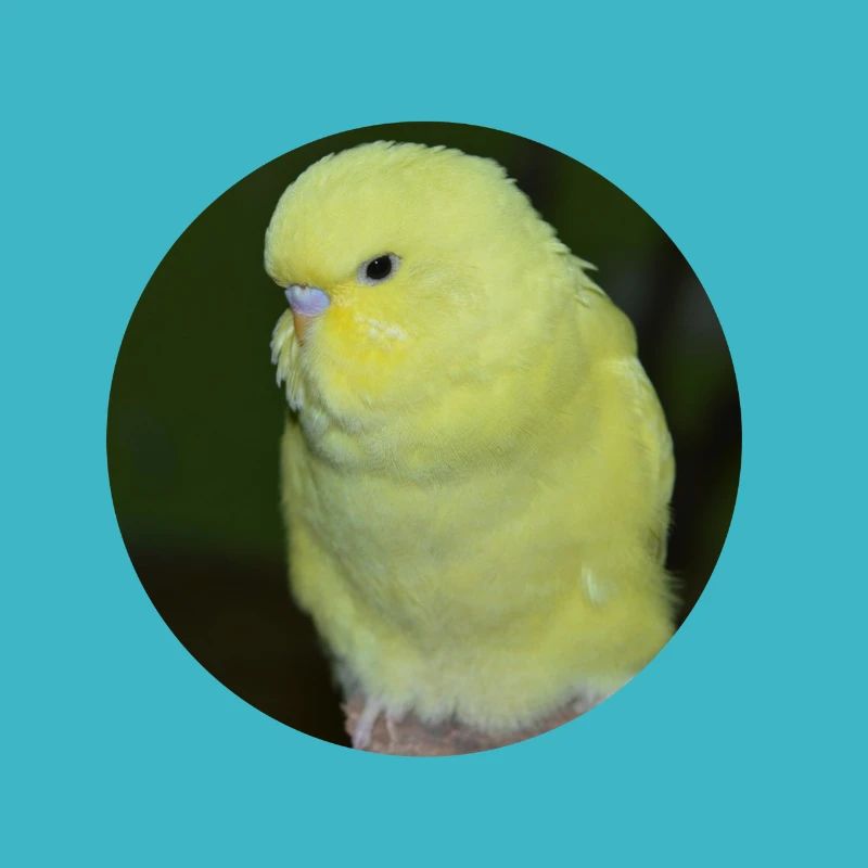 Perruche perruche jaune