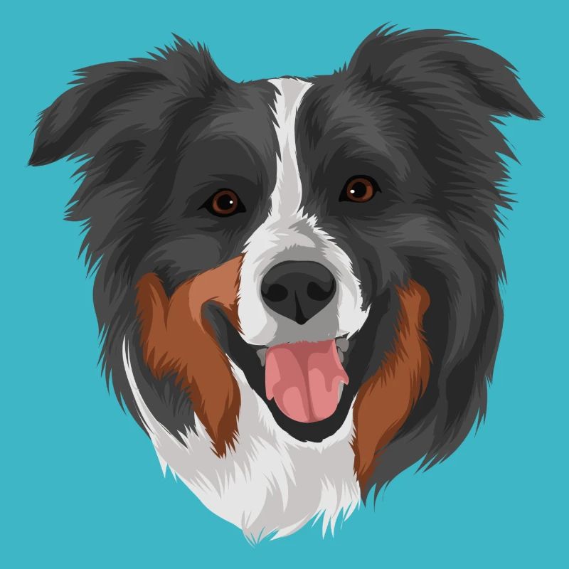 Australian Shepherd 2 Kopf