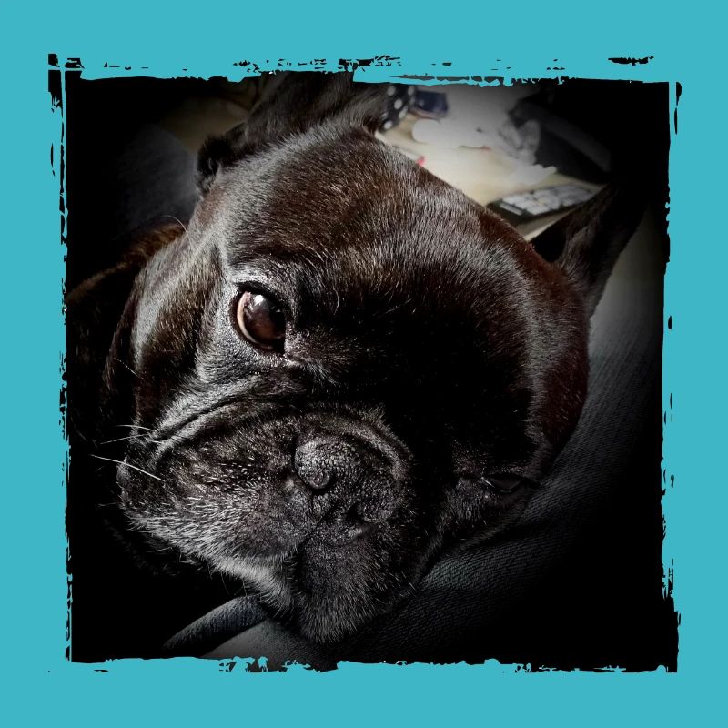 Frenchie