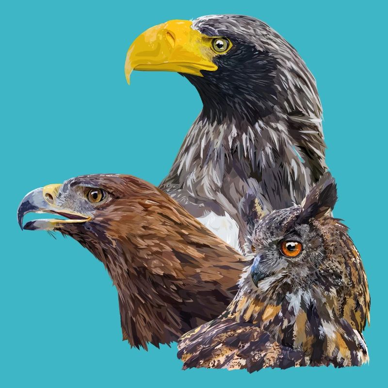 Oiseaux de proie