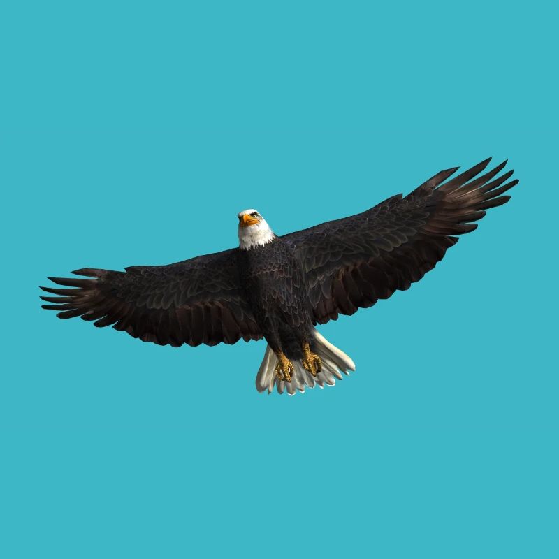 Aigle blanc