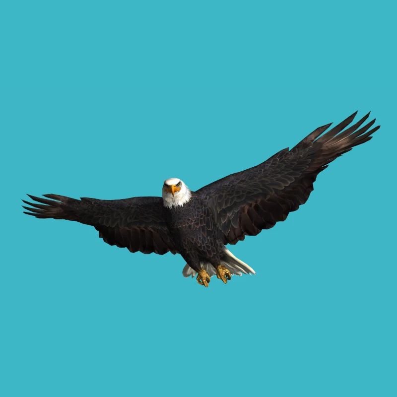 White-tailed Eagle bird of prey Eagle
