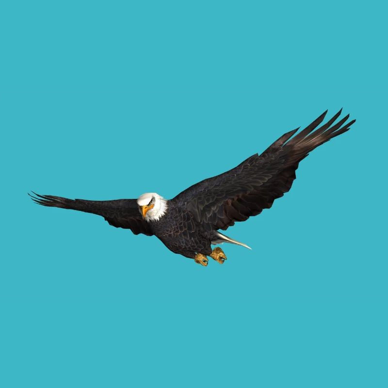 White-tailed Eagle bird of prey Eagle