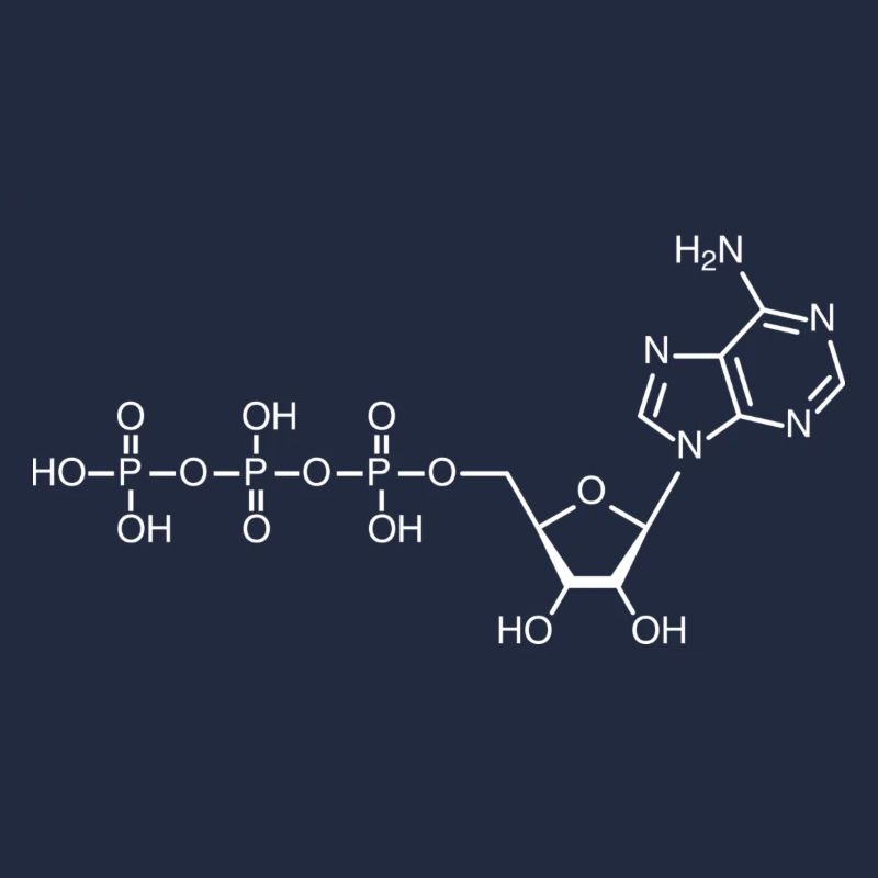 ATP - Adenosintriphosphat - weiß