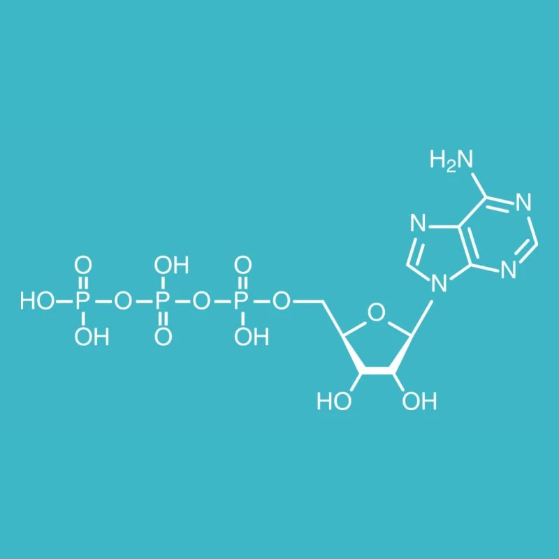 ATP - adénosine triphosphate - blanc