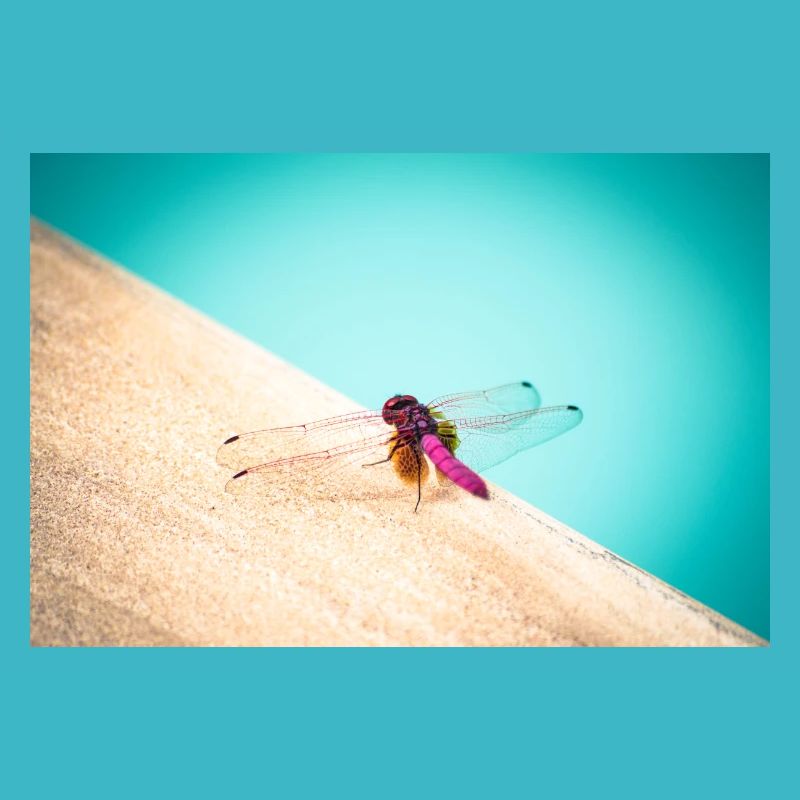 Dragon Fly