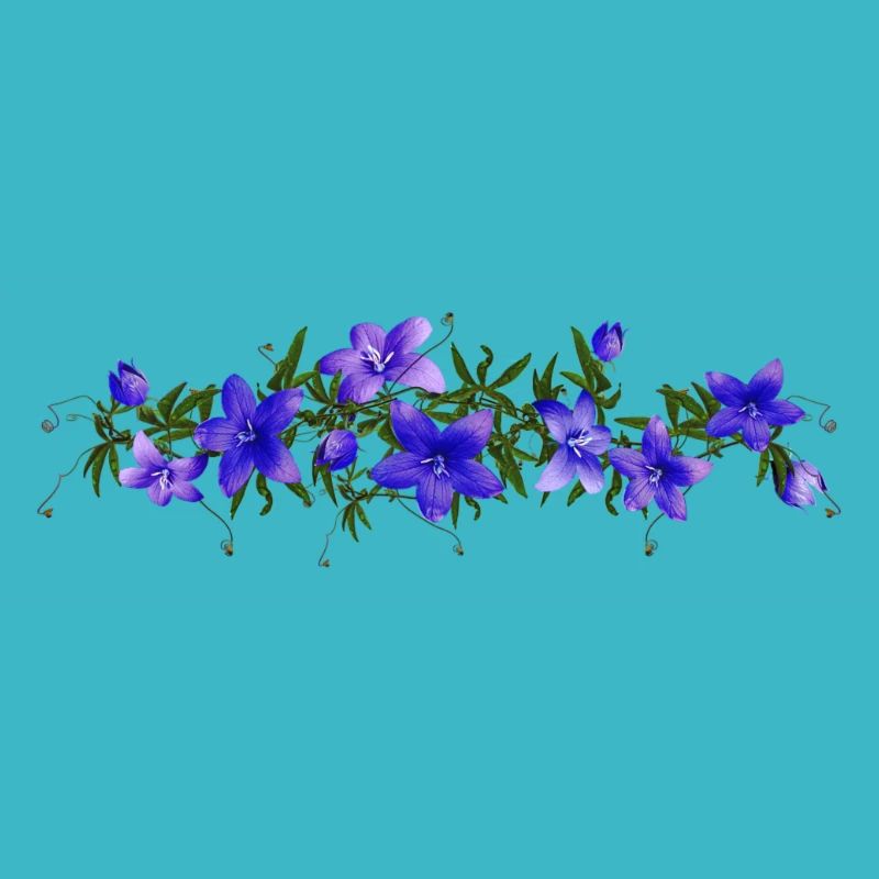 Glockenblume