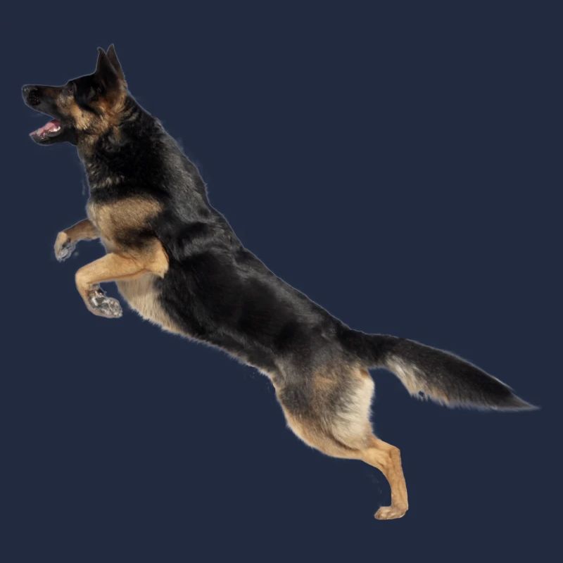 German Shepherd jumps