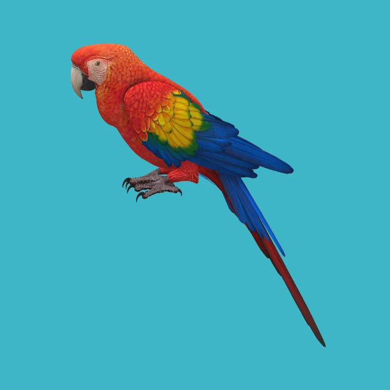 Parrot Design
