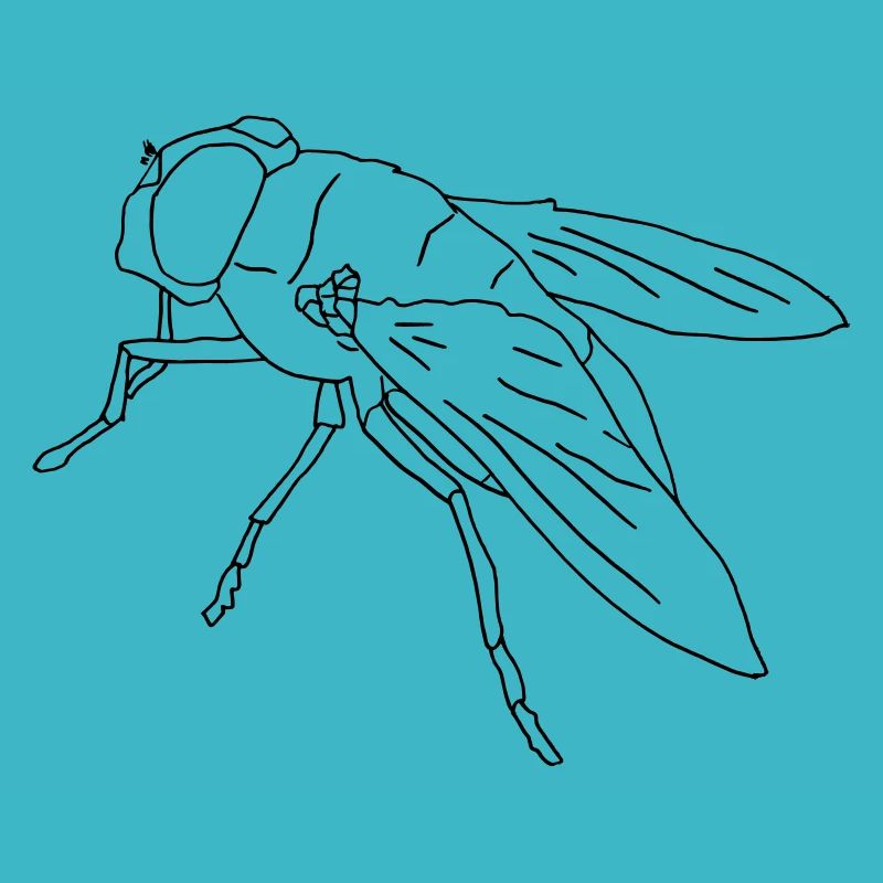 Fliege fly Riesenfliege