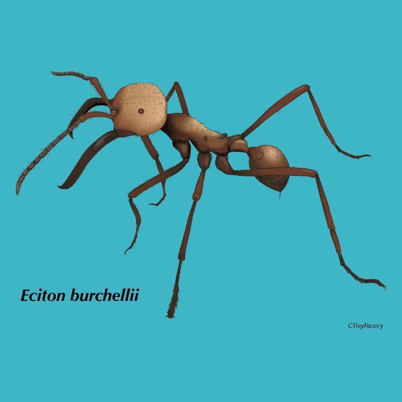 Ant soldier