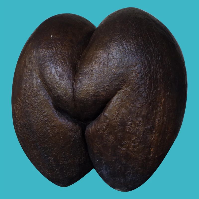 Coco de Mer Seychelles Booty Butt