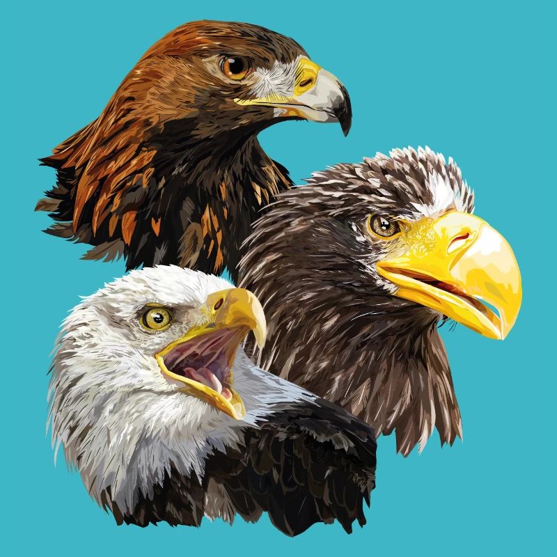 Oiseaux de proie
