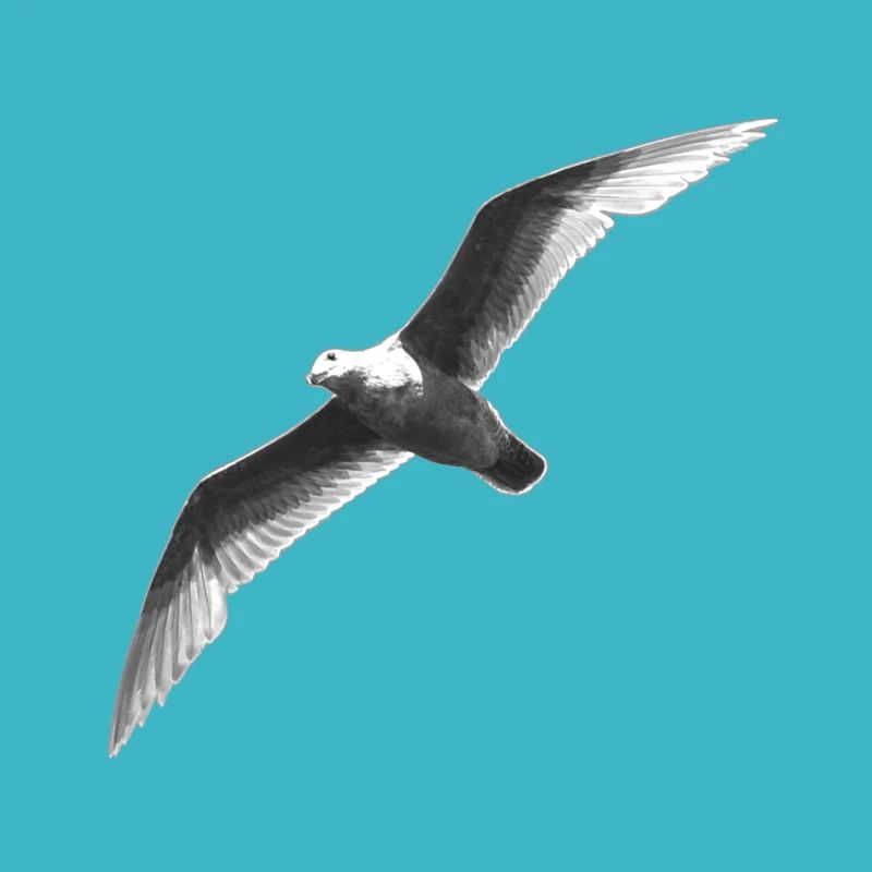 Mouette noir et blanc en vol