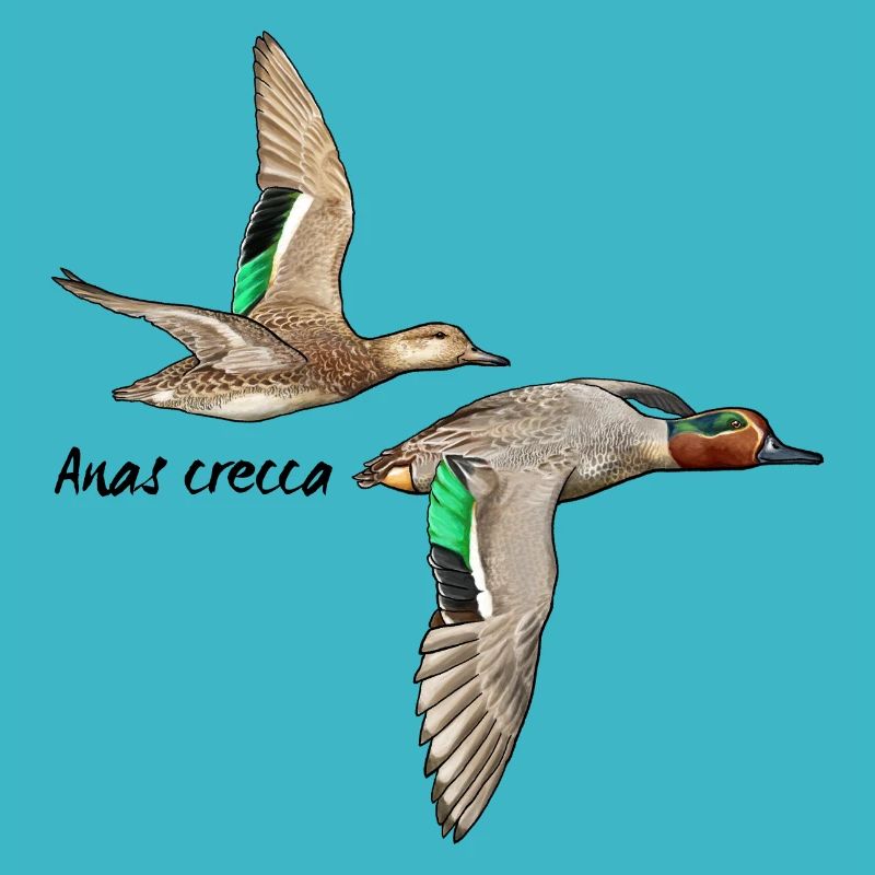 Teal in flight