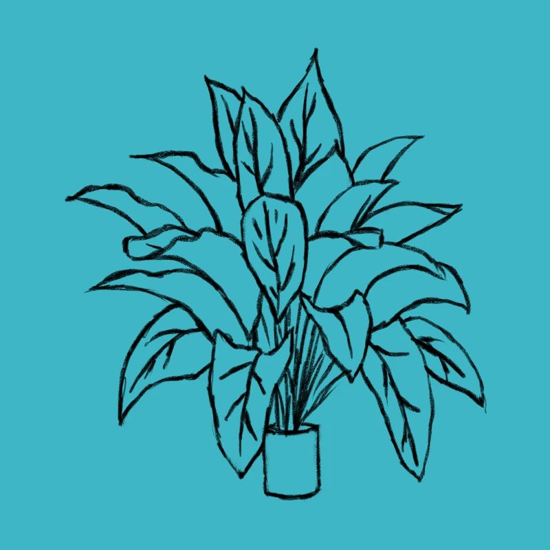 Plante