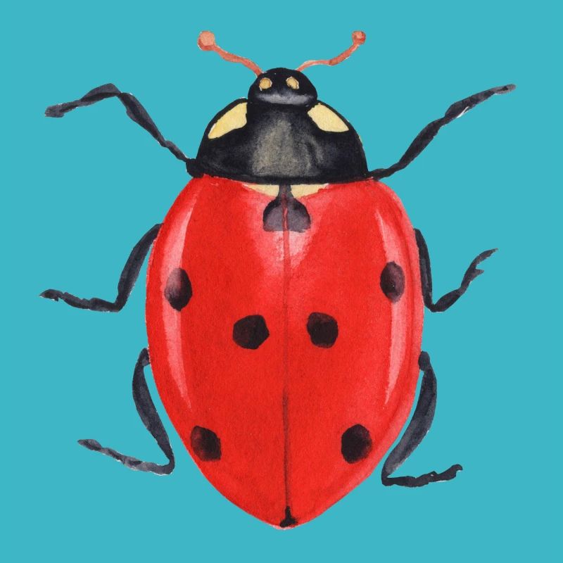 Ladybug Insects Idée cadeau T-shirt