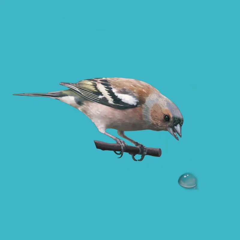 Chaffinch