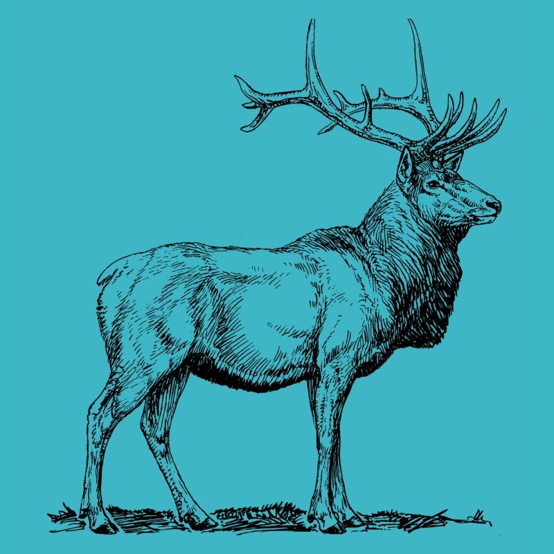 Proud deer