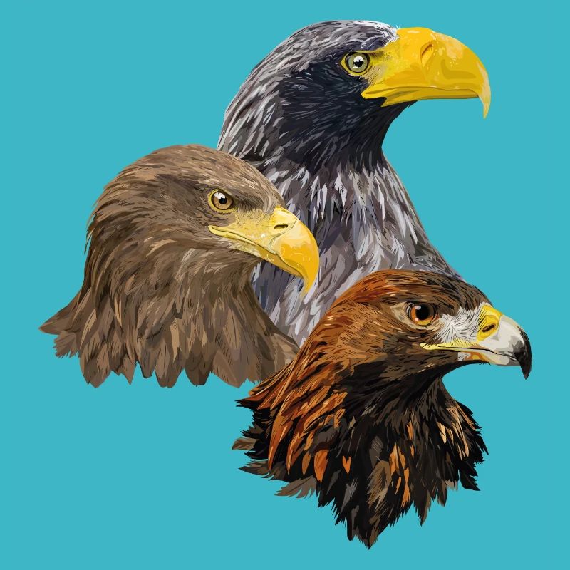 Oiseaux de proie
