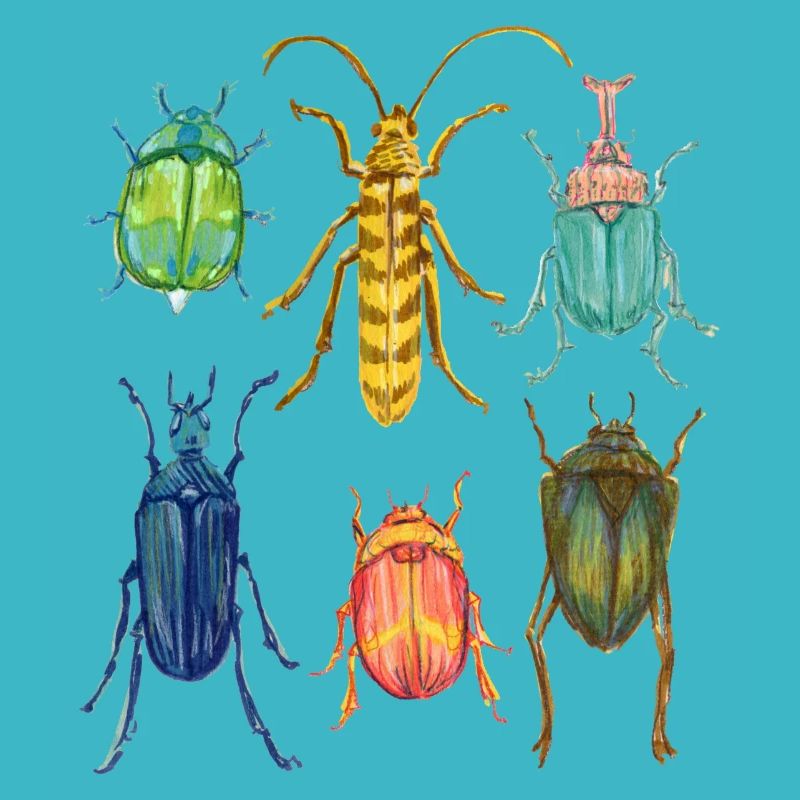 Bunte Kaefer Sammlung