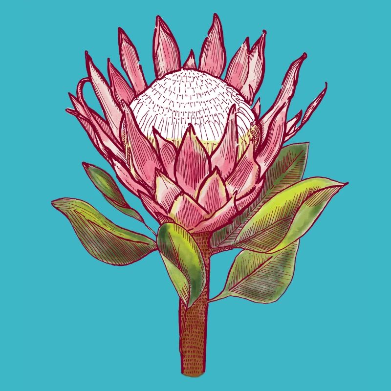 Protea